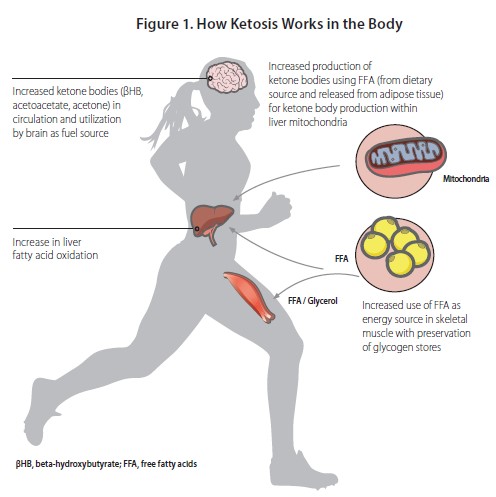 The Science Behind Why Keto Diet Works