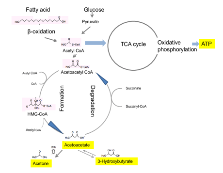 Understanding the Science Behind the Keto Diet